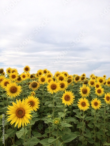 field of sunflowers