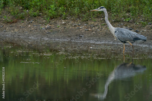Grey Heron  Ardea cinerea  hunting in a shallow lake at Langford Lakes Nature Reserve in Wiltshire  England  United Kingdom
