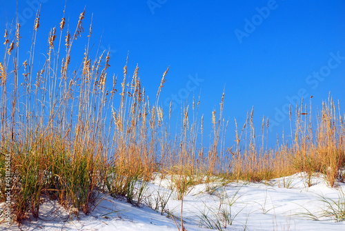 Sea oats grow along the sandy shores of the Gulf coast