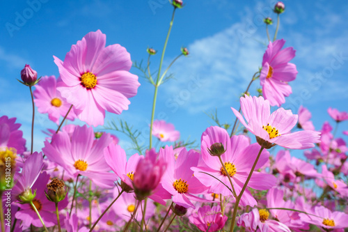 Cosmos flowers in natural filed with blue sky background. © JuneDesign