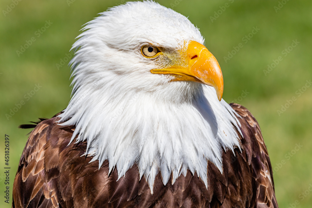 Bald Eagle in portrait. Birds of Prey Centre, Coledale, Alberta, Canada Bald Eagle in portrait. Birds of Prey Centre, Coledale, Alberta, Canada