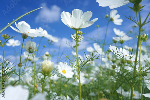 Cosmos flowers in natural filed with blue sky background.