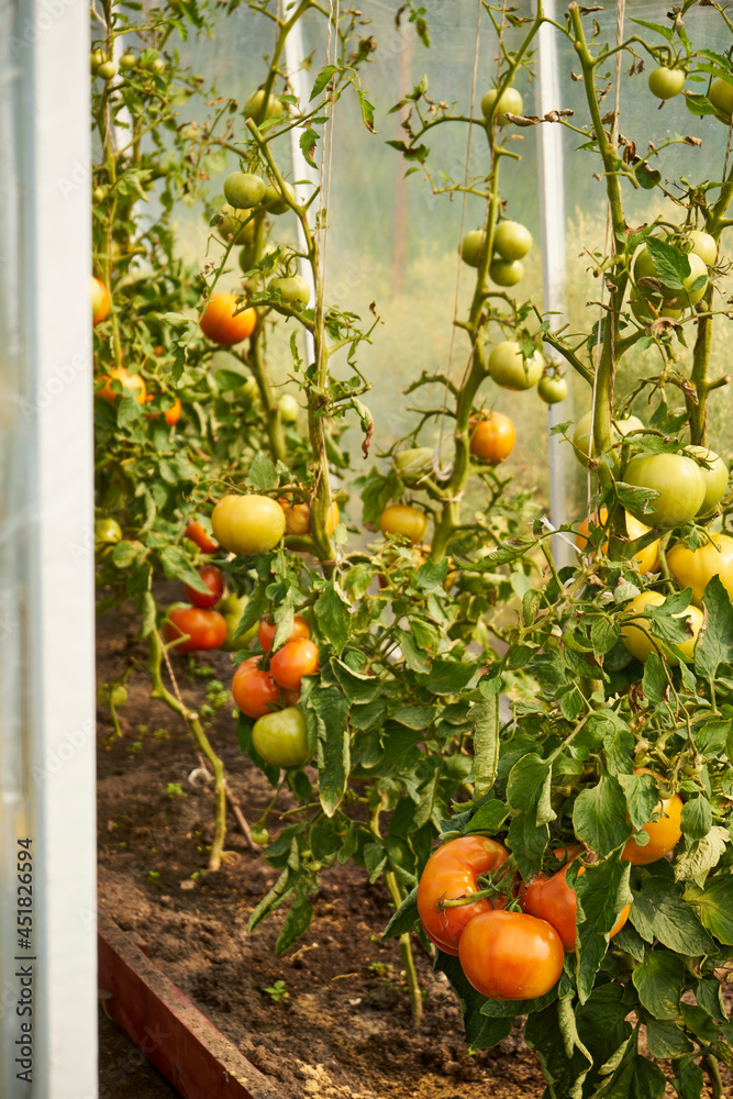 ripening tomatoes on the bushes in the greenhouse, vegetables, plants, greenhouse