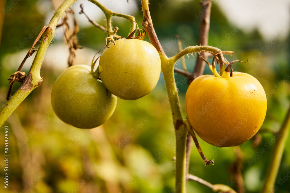 tomatoes on the bush, tomatoes, vegetables, plants