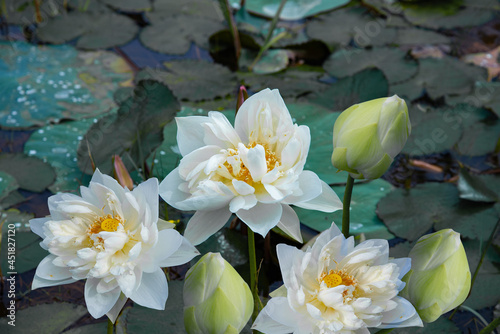 Three white lotus flowers and three buds, Nature photography with flowers, water Lilly