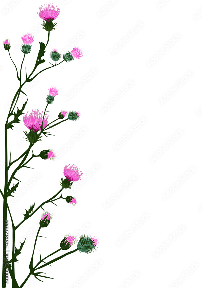 Vertical frame made of thistle flowers. Frame, invitation template. Isolated on a white background.