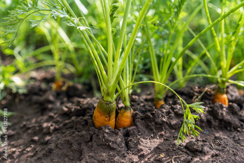 carrots grow in the garden