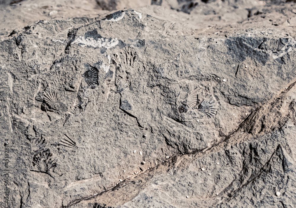 Details of fossilized shells at the famous Steinplatte summit, Waidring, Tyrol, Austria Details of fossilized shells at the famous Steinplatte summit, Waidring, Tyrol, Austria