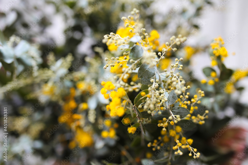 Close up shot of a wattle plant with yellow flowers Close up shot of a wattle plant with yellow flowers
