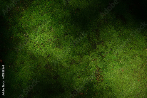 Beautiful green moss on the floor wallpaper background.