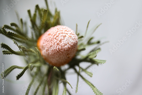 Close up shot of a banksia flower photo