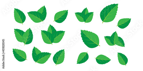 Mint green vector illustration set. Mint logo vector