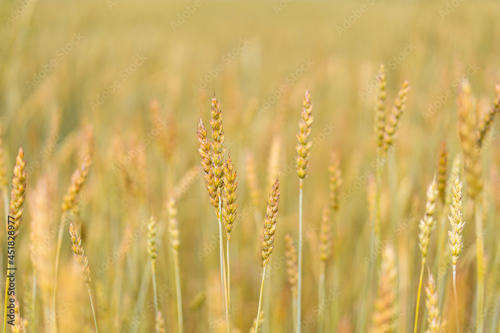 Sprouts of pschenitsa on the background of the field