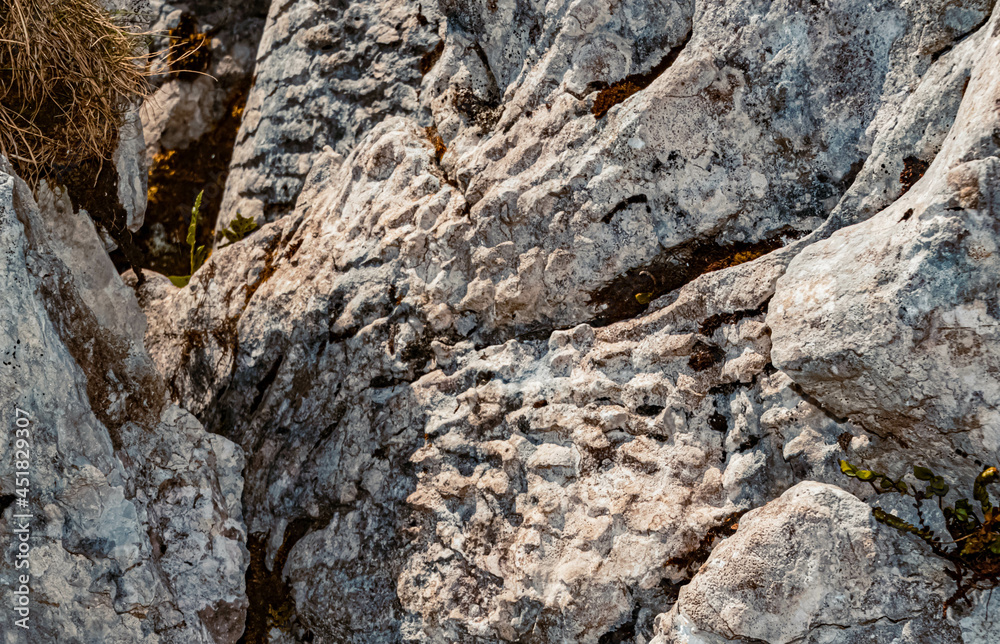 Details of fossilized corals at the famous Steinplatte summit, Waidring, Tyrol, Austria Details of fossilized corals at the famous Steinplatte summit, Waidring, Tyrol, Austria