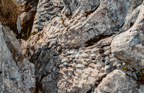 Details of fossilized corals at the famous Steinplatte summit, Waidring, Tyrol, Austria