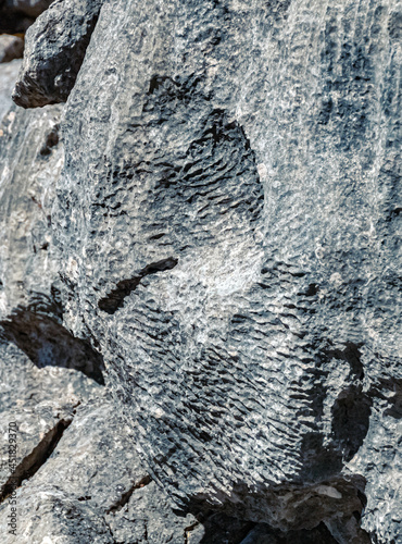 Details of fossilized corals at the famous Steinplatte summit, Waidring, Tyrol, Austria photo