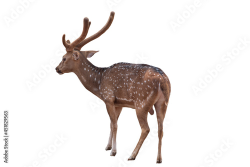 Spotted deer,Cute spotted fallow deer isolated on the white background.