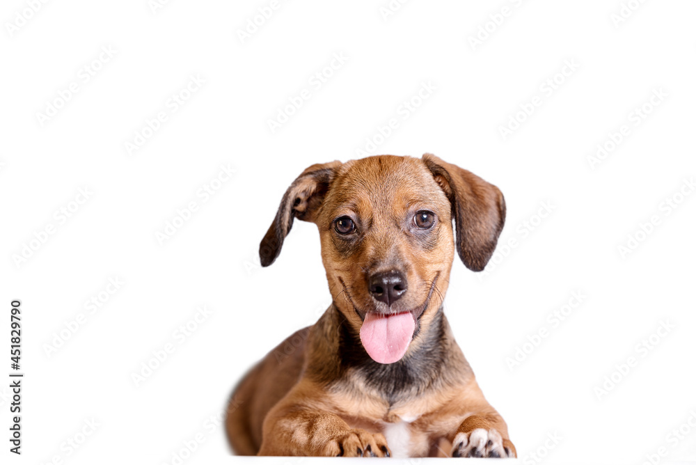 outbred ginger puppy smiling on a white background