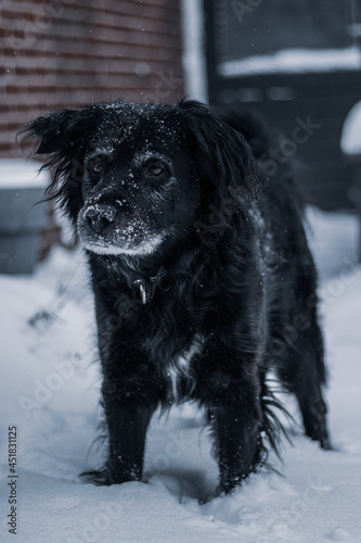 Wallpaper Mural Beautiful Dog Torontodigital.ca