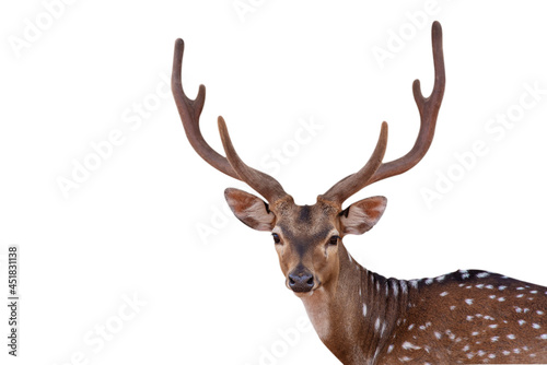 close up picture Spotted deer,Cute spotted fallow deer isolated on the white background.