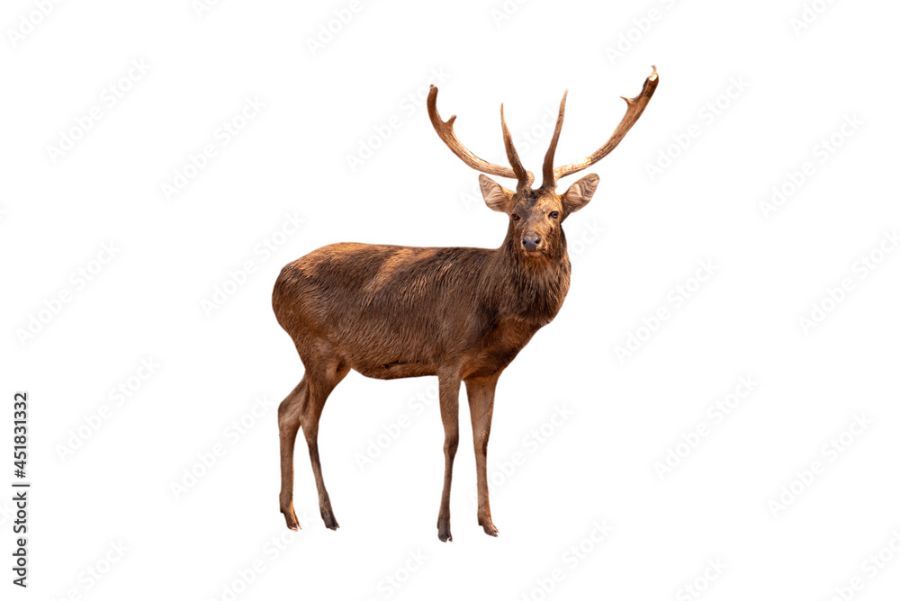 Obraz Spotted Deer, Cute spotted Daniele na białym tle na białym tle.