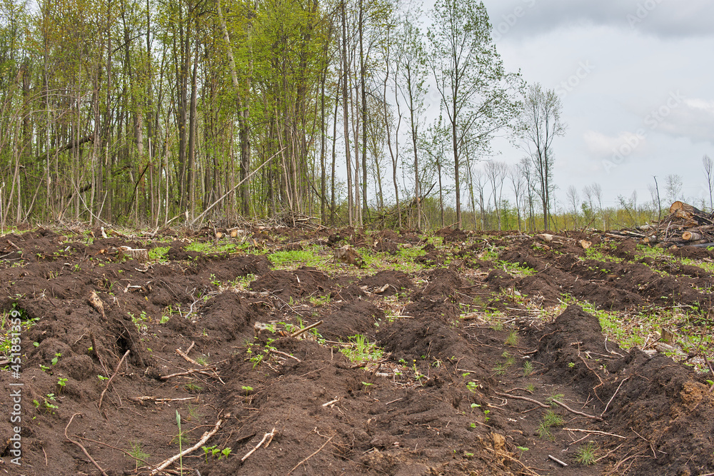 Deforestation of mixed forest. Deforestation of mixed forest.