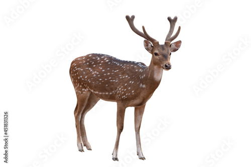 Spotted deer,Cute spotted fallow deer isolated on the white background. photo