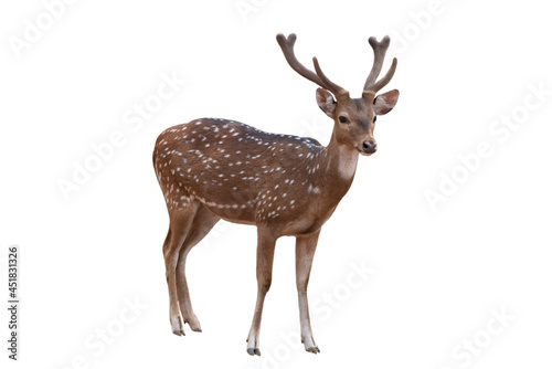 Spotted deer,Cute spotted fallow deer isolated on the white background.