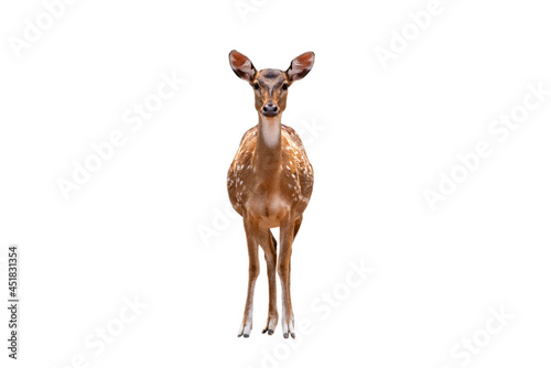 Photo Spotted deer,Cute spotted fallow deer isolated on the white background