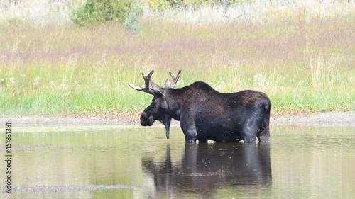 Very Large Wild Bull Moose (Alces alces) Standing in a Pond Drinking Water in a National Forest in the Mountains of Colorado