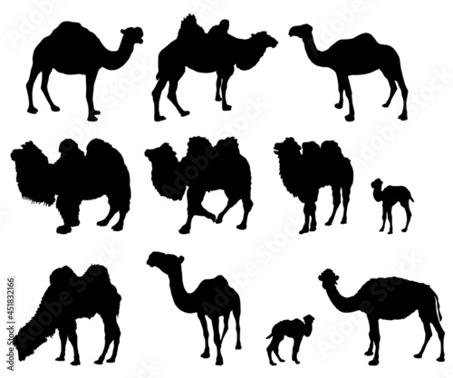 Camels and little camels silhouettes svg vector illustrations collection set