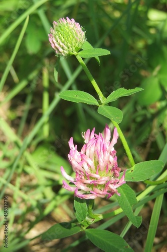 Clover flowers in the meadow, closeup