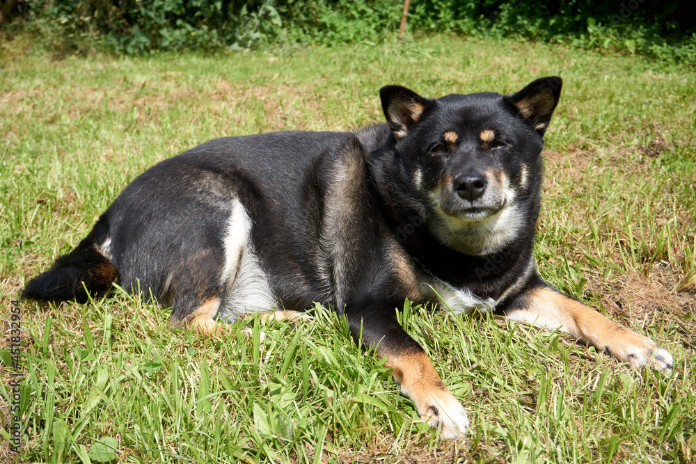 black and tan shiba inu dog lying in the grass