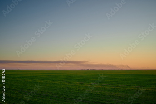 Image of a field of young wheat at sunset.