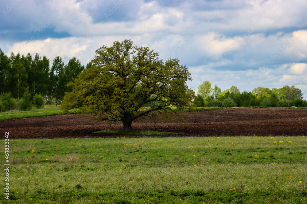 Oak on the edge of the field Oak on the edge of the field