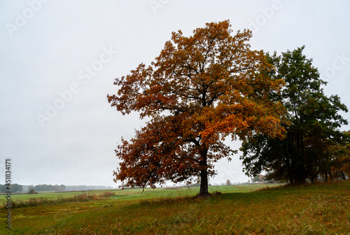 Jesienny krajobraz Podlasia, Polska