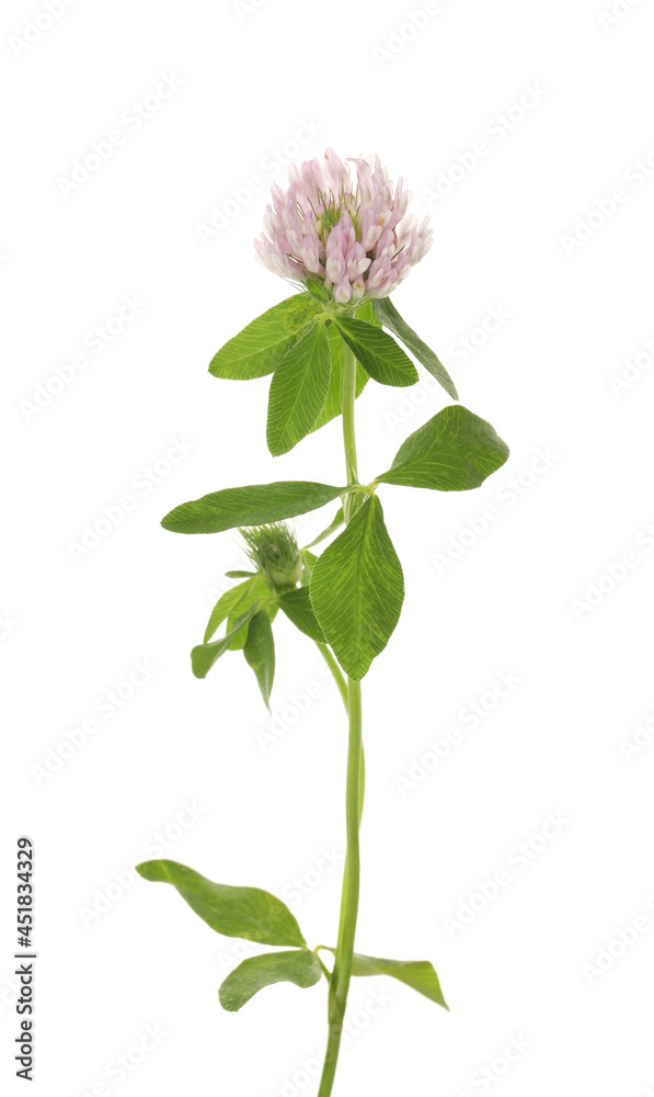 Fototapeta premium Beautiful blooming clover plant isolated on white