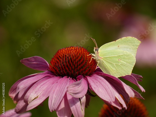 Common brimstone (Gonepteryx rhamni) - yellow butterfly on purple coneflower (Echinacea purpurea), Kartuzy, Poland	
 photo