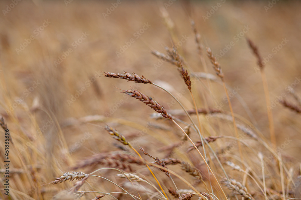 Fototapeta premium Ears of wheat or rye growing in the field at sunset. A field of rye during the harvest period in an agricultural field.