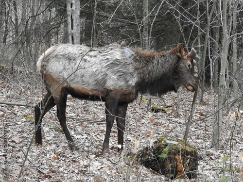 Bull elk in the molting process of shedding their winter coats. They have shed their antlers, and now have skin-covered nubs on the heads. Living in the Elk State Forest, Northcentral Pennsylvania photo