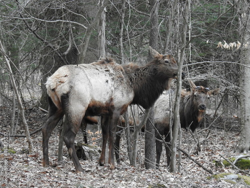 Bull elk in the molting process of shedding their winter coats. They have shed their antlers, and now have skin-covered nubs on the heads. Living in the Elk State Forest, Northcentral Pennsylvania photo
