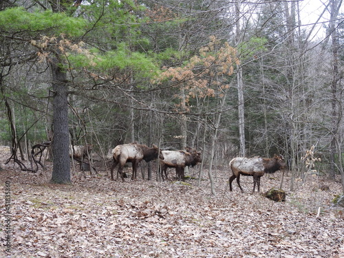Bull elk in the molting process of shedding their winter coats. They have shed their antlers, and now have skin-covered nubs on the heads. Living in the Elk State Forest, Northcentral Pennsylvania. photo