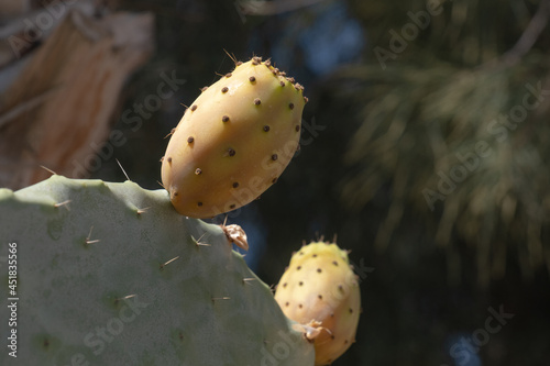 Opuntia humifusa, prickly pear cactus on leaf, photo