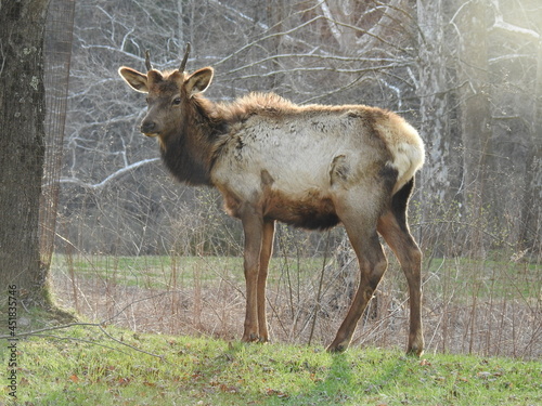 A small male elk enjoying a sunny day in Benezette, Elk County, northcentral Pennsylvania. photo