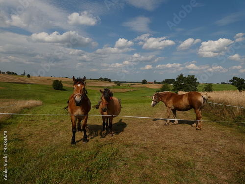 Rural landscape with three horses behind electric fence, Kashubia, Poland © Slawina