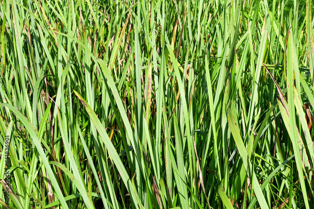 Obraz premium Close up of the leaves of long grass. No people.