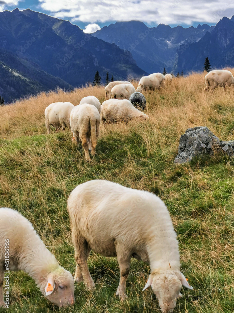 Fototapeta premium Wypas owiec na Rusinowej Polanie w Tatrach. Kulturowy wypas owiec.