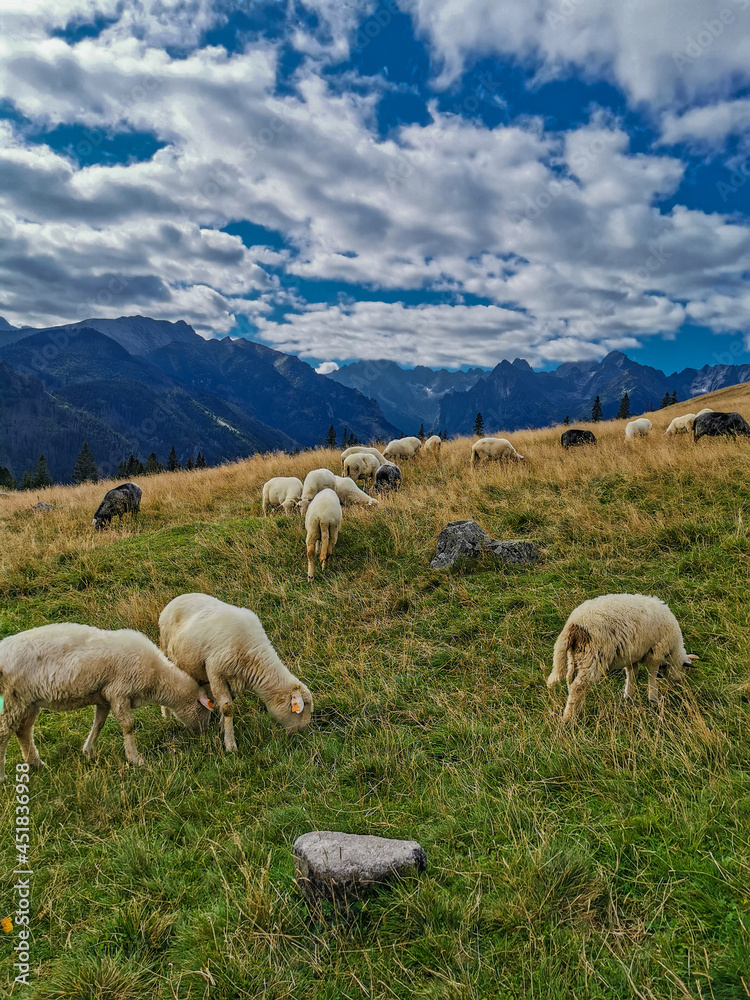 Fototapeta premium Wypas owiec na Rusinowej Polanie w Tatrach. Kulturowy wypas owiec.