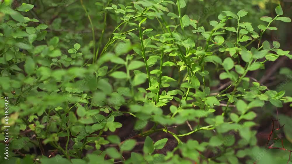 Wild blueberry bushes in the forest, close-up, 4K video, slow forward motion, selective focus, natural light. Natural natural landscape Wild blueberry bushes in the forest, close-up, 4K video, slow forward motion, selective focus, natural light. Natural natural landscape
