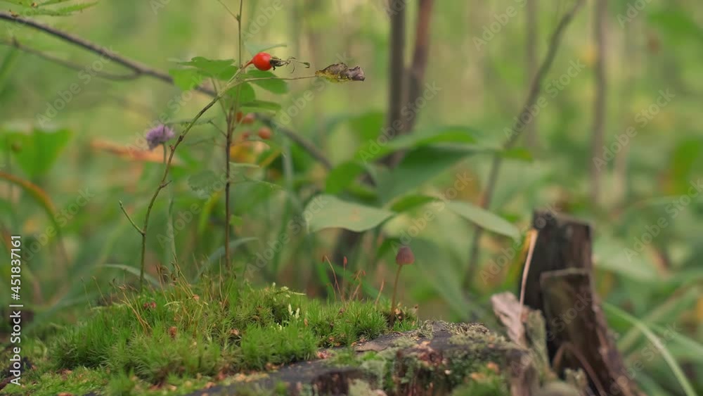 Forest glade, close-up on moss growing on an old stump, rose hips on a branch, foliage swaying in the wind. 4k video, natural sketch, wild forest nature Forest glade, close-up on moss growing on an old stump, rose hips on a branch, foliage swaying in the wind. 4k video, natural sketch, wild forest nature
